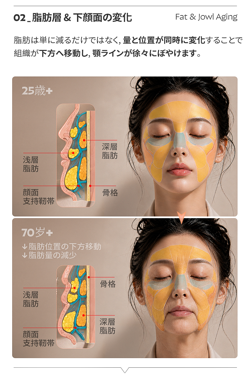 眼窩・頬骨・下顎の変化により、顔の支持構造も変わります。